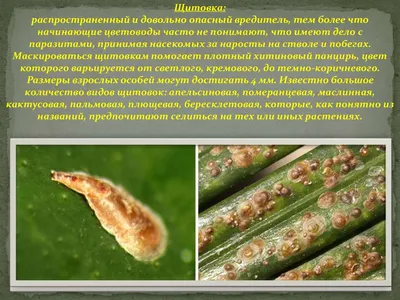 Что делать, если листья растения стали липкими? (Щитовка)