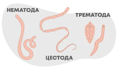 Как понять, что у собаки глисты: основные признаки и симптомы