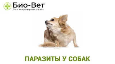 Готовимся к весне, защищаемся от паразитов - Ветеринарный центр Природа