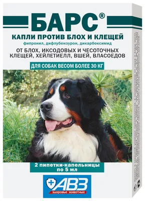 Глисты у щенка: симптомы и лечение, признаки, виды инвазии и способы  лечения, профилактики