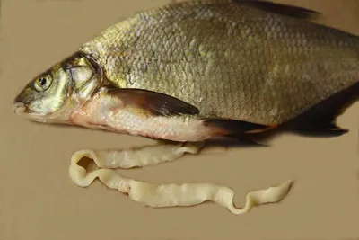 Заражение рыбными паразитами | Клиника Паразитологии в Одессе