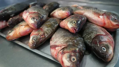 Паразиты в рыбе: какие бывают и как от них избавиться? | Доктор Наталья  Павлюк | Дзен