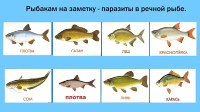 Гастроэнтеролог рассказала, чем опасно употребление речной рыбы – Москва  24, 25.05.2023