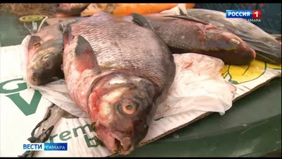 Рыбу с паразитами можно купить в кишиневских магазинах
