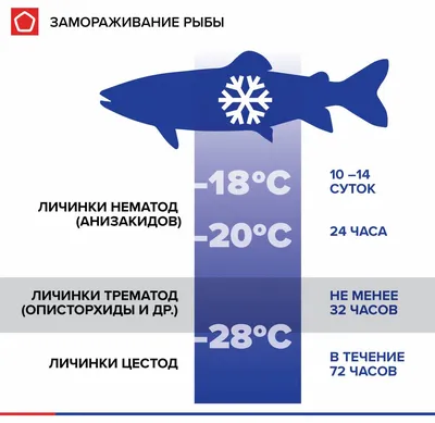 Белорусы заражаются опасными паразитами от речной рыбы - KP.RU