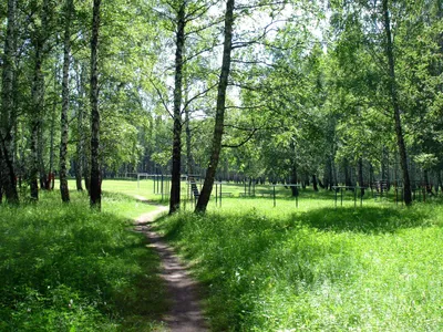 Парк Гагарина, Тюмень. Где находится, на карте, растения, фото, адрес, как  добраться на Туристер.Ру