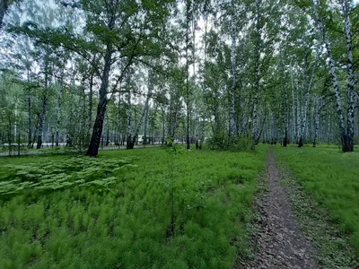 Парк имени Гагарина на Свободном проспекте, Красноярск | Красноярск  KidsReview.ru