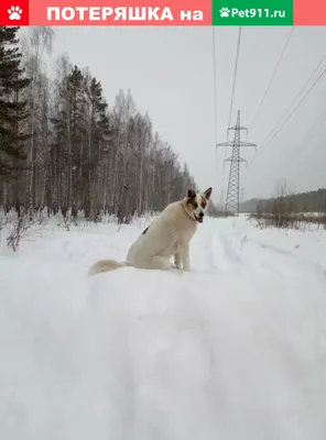 Дорогие наши любимые гости, мы очень скучаем! Наша долгожданная встреча уже  не за горами, с трепетом ждём указа об открытии ресторанов и… | Instagram