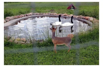 Парк птиц Игуасу (Parque das Aves) – центр спасения и возвращения птиц в  дикую природу