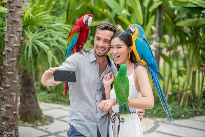 Phuket Bird Park. Парк птиц на Пхукете - Carpe Viam