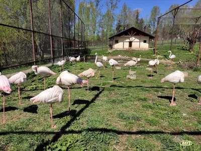 Парк птиц - Phuket Bird Park, Пхукет - «Детская экскурсия на Пхукете от  Анекс тур. Ребятам понравится!» | отзывы