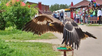 Выпускной в Парке птиц Воробьи - цены, отзывы, расписание - заказать билеты  онлайн на visotatour.ru