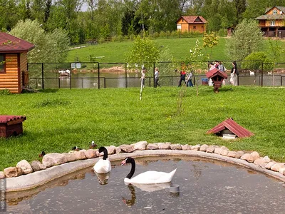 Россия, Калужская обл., Парк птиц \"Воробьи\" - «ЭТО РАЙ ДЛЯ РЕБЕНКА!!!  СЧАСТЛИВЫЙ И УВЛЕКАТЕЛЬНЫЙ ДЕНЬ В ПАРКЕ ПТИЦ!!!» | отзывы