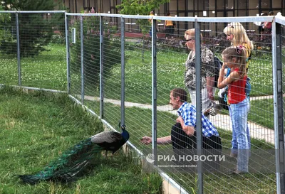 Парк птиц \"Воробьи\". Самый большой парк птиц России | Выйти из дома | Дзен