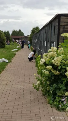 Парк птиц Воробьи, страусиная ферма, вольер животных, Калужская область,  Жуковский район — Яндекс Карты