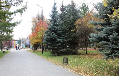 В парке имени Пушкина зацвели две сакуры