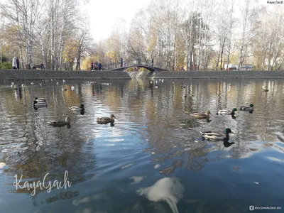 Парк имени Урицкого | ProDetki