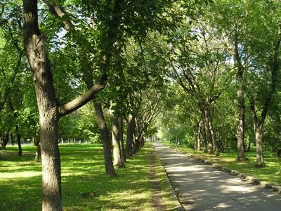 Дендрологический парк на Первомайской (Екатеринбург). Фото, адрес  дендропарка, как добраться – Туристер.Ру