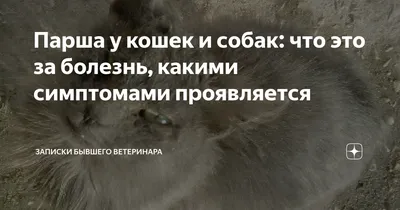 Парша у кошек и собак: что это за болезнь, какими симптомами проявляется |  Записки бывшего ветеринара | Дзен