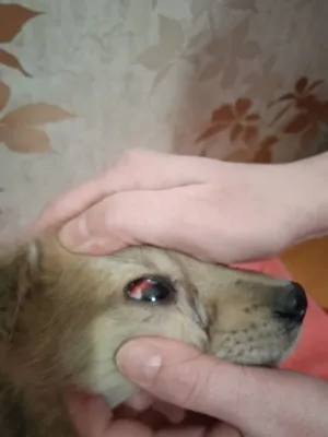 Парвовирусный энтерит у собак 🐶 симптомы, лечение и вакцинация