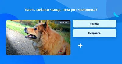 Зубы у собаки – строение челюсти и рекомендации по уходу – ProPlan.ru