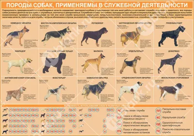 Самые большие породы собак в мире | Science | Дзен