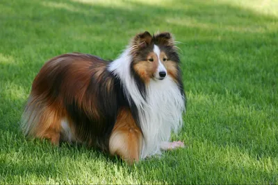 Польская подгалянская овчарка (Tatra Mountain Sheepdog) (Породы собак) пастушья  порода, горная собака, польская овчарка, польские подгалянские овчарки,  польская овчарка фото, польская овчарка купить, пастушьи породы собак  Энциклопедия о животных EGIDA.BY