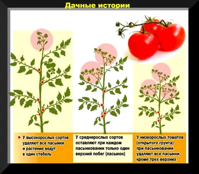 Купить семена Помидор Микула — от НПО Сады Росcии