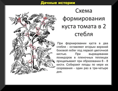 Как правильно пасынковать помидоры в открытой почве - объяснение -  Lifestyle 24