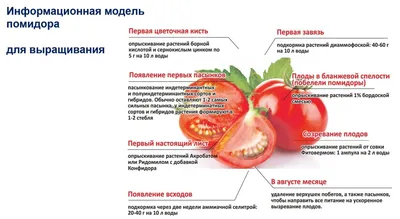 Детерминантные и индетерминантные сорта помидоров — какие лучше и в чем  отличие. | ВКонтакте