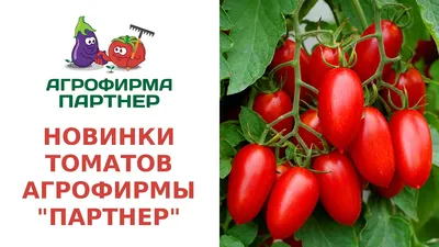 9 лучших сортов помидоров для теплицы: какие семена тепличных томатов  выбрать | ivd.ru