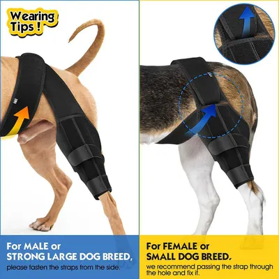 Relax the patella, relieve arthritis pain and inflammation, equipped with  side stabilizers, seat belts, and connecting straps for both hind legs –  купить по низким ценам в интернет-магазине Joom