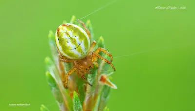 Крестовик недовольный (Araniella displicata) - Природа Республики Мордовия