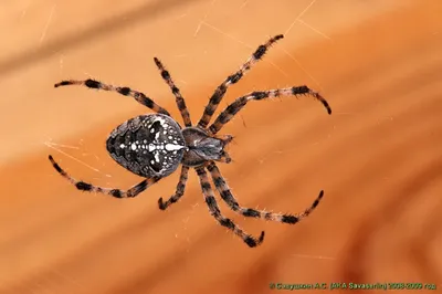 Паук-крестовик. (Araneus diadematus - крестовик обыкновенный) - Савасерлин.  Смотреть и видеть. Сайт фотоманьяка.