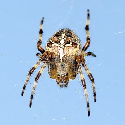 Обыкновенный крестовик (Araneus diadematus) - Picture Insect