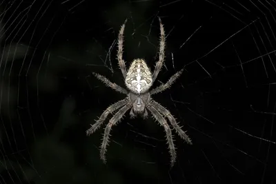 Паук крестовик обыкновенный (Araneus diadematus) - YouTube