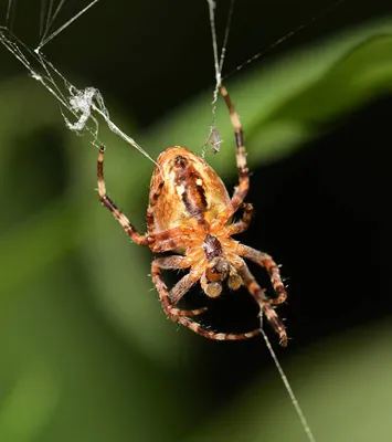 По другую сторону (паук-крестовик Araneus sp. в своей сети)