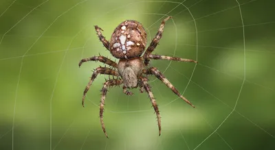 Крестовик четырехпятнистый (Araneus quadratus) - Picture Insect