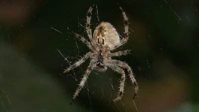 Паук крестовик (Araneus diadematus). | vombat.su