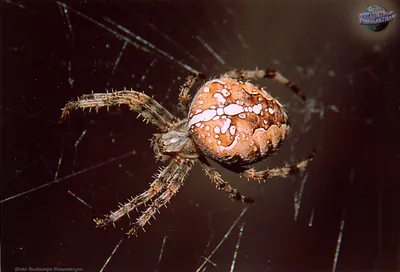 Крестовик квадратный, Araneus quadratus. — Алтайский биосферный заповедник