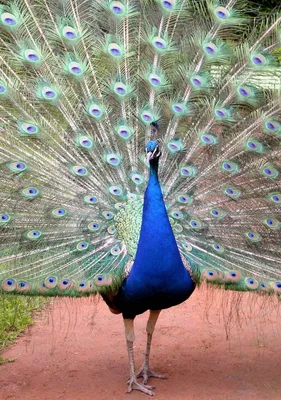 60 inch Long Feather PEACOCK Bird in NATURAL color, Handmade, Head  Left/Right | eBay