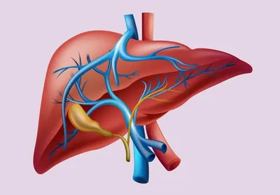 Болезни печени и их профилактика