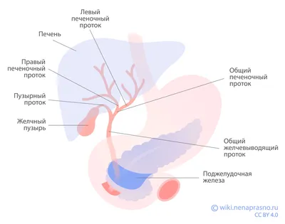 Онко Вики — Как устроены и как работают печень и желчевыводящие пути