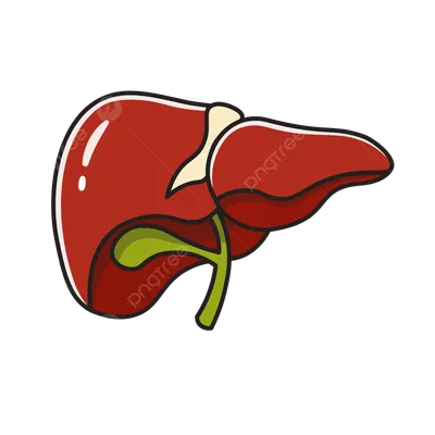 орган печени человека простой с линией вектор PNG , печень, печень  человека, человеческие органы PNG картинки и пнг рисунок для бесплатной  загрузки