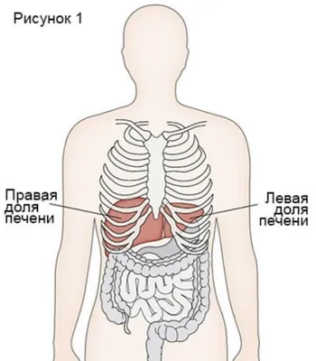 симпатичный смешной печень машет рукой. векторная рука нарисовала  традиционный мультфильм винтаж ретро кавайский персонаж Иллюстрация вектора  - иллюстрации насчитывающей микстура, взволнованность: 240294791