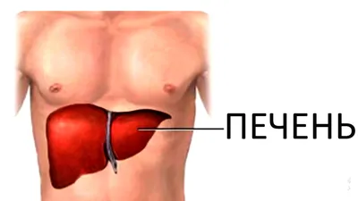 Если у вас выпирающий живот - значит больна печень. Выжимка про лечение  печени. | ГРИМУАР | Дзен