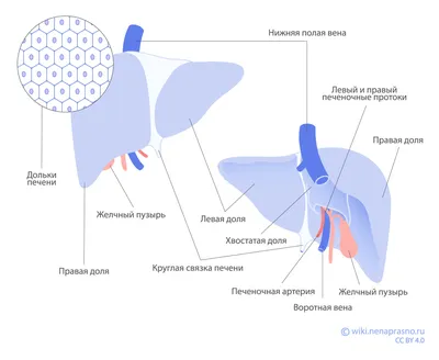 Советы, которые помогут сохранить печень здоровой | Блог Orthomol.Life