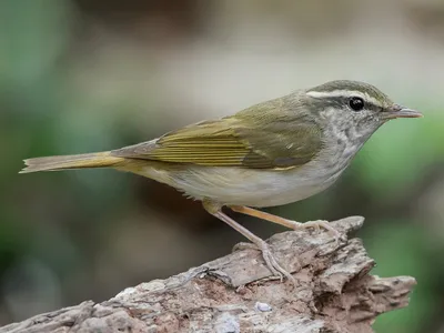 Бледноногая пеночка - eBird