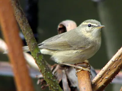 Двухполосая пеночка - eBird