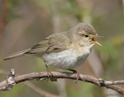 Пеночка-теньковка (Phylloscopus collybita) - Приокско-Террасный  государственный природный биосферный заповедник